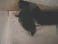 chaton kitten
http://www.youtube.com/watch?v=zbqv9eoyoi4