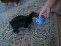 baby tobey