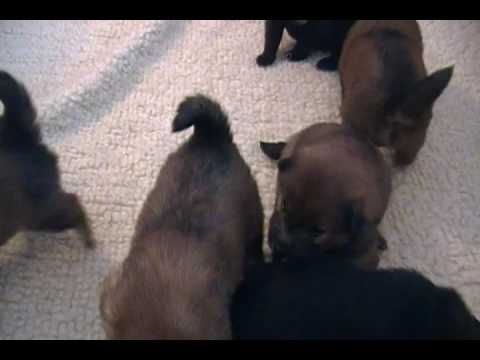 eurasier