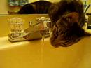Cat Drinking from Tap Cat Drinking from Tap