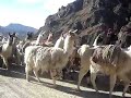 Llamas