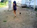 videos de olha o cachorro