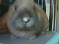 Mon lapin Bugs ! Mon lapin Bugs !