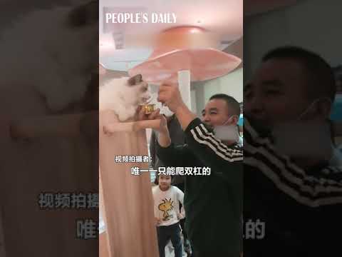 Staff lured a ragdoll cat to do its exercises on the parallel bars