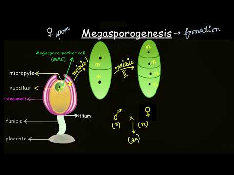 Megasporogenesis | Sexual reproduction in flowering plants | Biology | Khan Academy