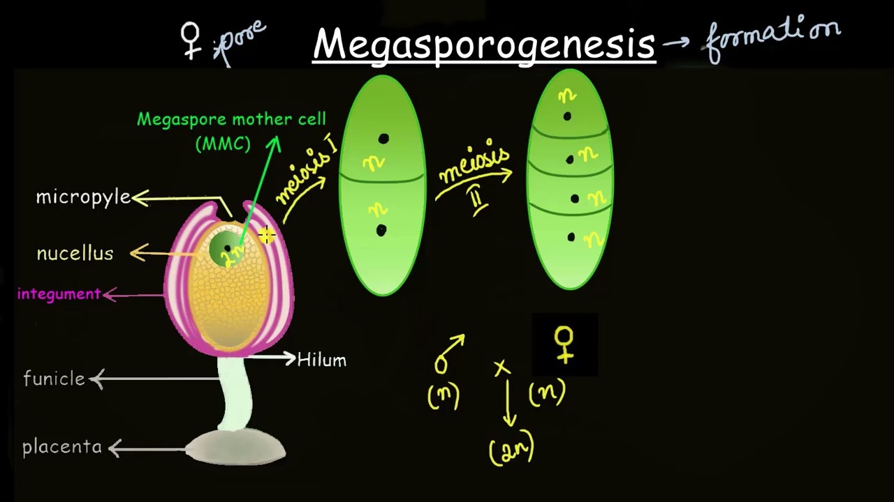 Megasporogenesis | Sexual reproduction in flowering plants | Biology | Khan Academy