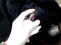 ZANFER DRENADO DE ABSCESO EN UN PERRO LABRADOR