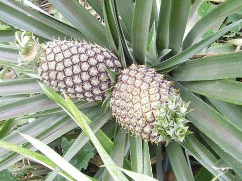 how to transplant pineapple plants