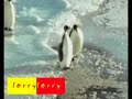 pinguino-cabron.html
