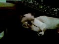 gatita nina lavandose
