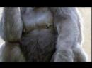 Zookeeper