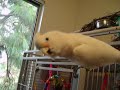 Cockatoo Talking to the trees.