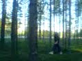skogs promenad