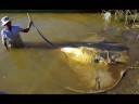 Worlds Largest Fish (World Record)