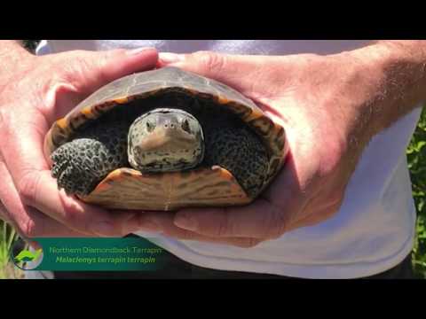 YouTube reptile video