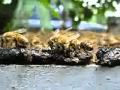 Propolis dan lebah madu.MOV (0:00:41)