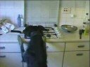 Ted the lurcher