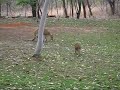 Kangaroos