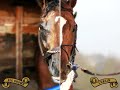 Big Brown vs. Curlin: Smack Talk