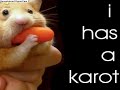 I has a Karrot I has a Karrot