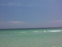 Shark in the water