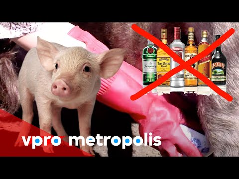 Pig milk to cure alcohol addiction in Mongolia