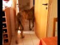 2009-01-06 | Irish Wolfhound hilft abrumen ~> IW Aidan ... (00:38)