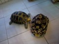 videos de Tortoises attack