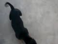 coco loves socks