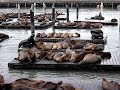 Sea lions at Pier 39, San Francisco