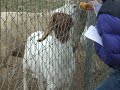 organic farm sheep dog speaking organic farm sheep dog speaking