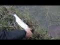 Cold weather fish kill... :: On January 9, 2010 Brevard County along with the entire state of... View Video