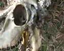nick's video of Dublin  Glendalough