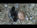 Baby Chick Alive and Well 3 of 3 Farley\ Baby Chick Alive and Well 3 of 3 Farley\
