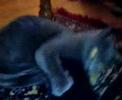 cat-attacks-fox8-news-reporter.html
