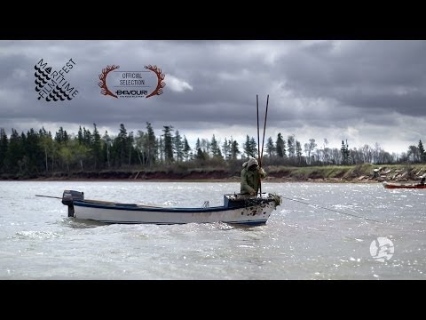 how to harvest oysters