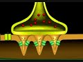 Bio 335 Muscle Contraction Video.wmv Bio 335 Muscle Contraction Video.wmv