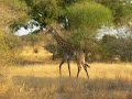 Africa, Tanzania - Tarangire National Park Maasai Giraffe