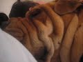 snoring you can love snoring you can love