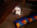 11/25/2008Oliver in his Play Pen! 4136 11/25/2008Oliver in his Play Pen! 4136