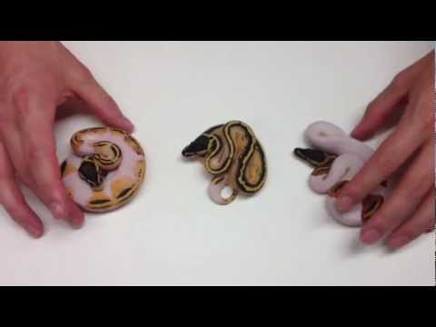 YouTube reptile video