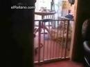 Cat Crash