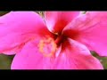 Vital Trailer