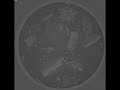 Diatom_50_50_.avi