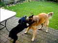 Doerak en Lisa aan het Spelen