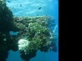 The SS Thorfinn Video