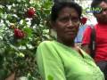 Kampung Buah Pala - Fiery Threat