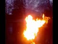 Wat er gebeurt als je een grondbloem in een kerstboom gooit Wat er gebeurt als je een grondbloem in een kerstboom gooit