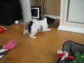 Batman vs. Ladybug Part Deux