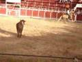 Rejoneo y Recortes en Garcinarro